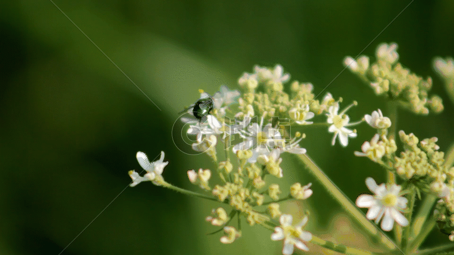 小苍蝇采花GIF图片素材免费下载
