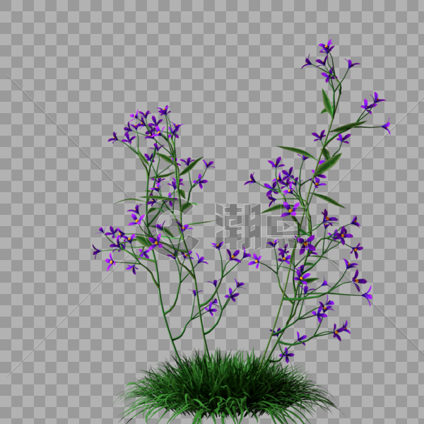 紫色小花草丛花卉图片素材免费下载