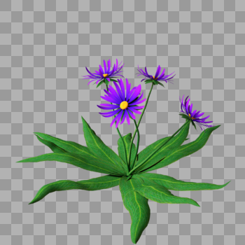 紫色花朵大叶植物图片素材免费下载