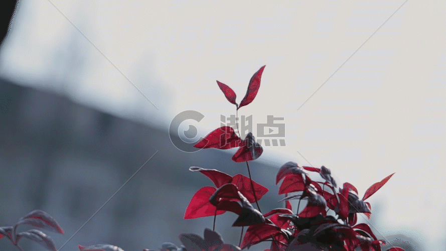 风吹动的红色的叶子GIF图片素材免费下载