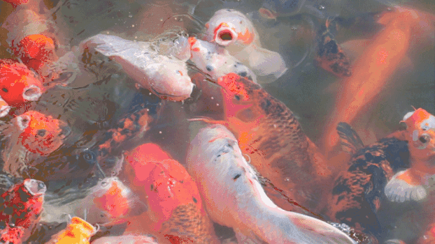 金鱼吃食物GIF图片素材免费下载