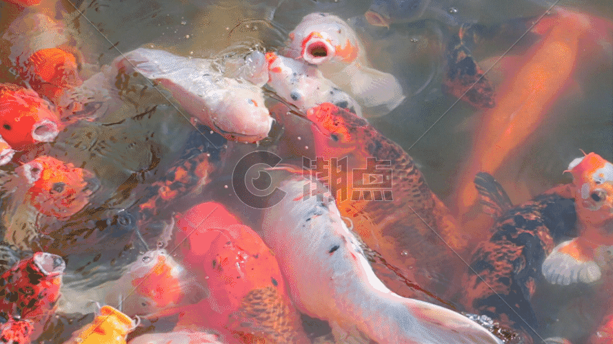 金鱼吃食物GIF图片素材免费下载