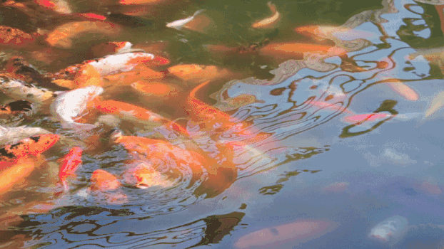 池塘金鱼GIF图片素材免费下载