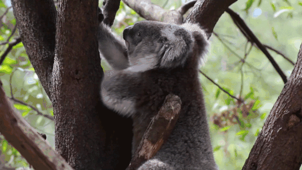 考拉树上吃树叶GIF图片素材免费下载