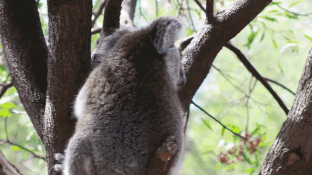 树上的考拉GIF图片素材免费下载