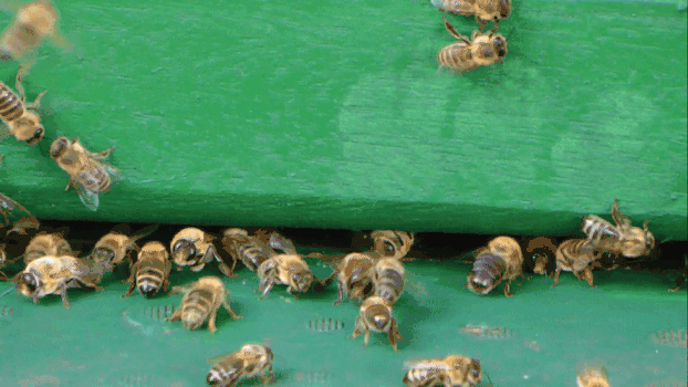 实拍蜜蜂视频GIF图片素材免费下载