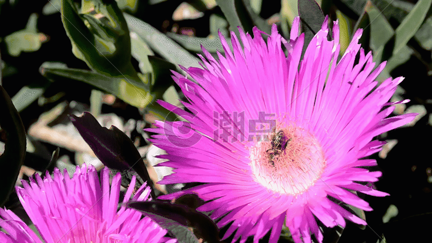 蜜蜂采花实拍视频GIF图片素材免费下载