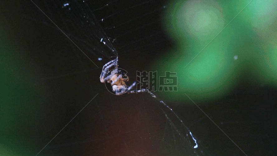 蜘蛛织网实拍GIF图片素材免费下载