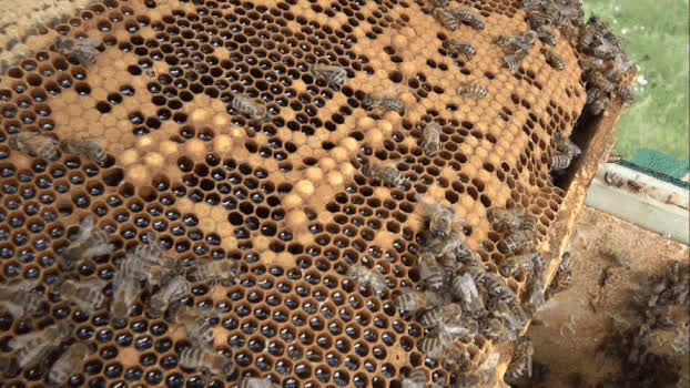 实拍蜂蜜窝蜂巢视频GIF图片素材免费下载