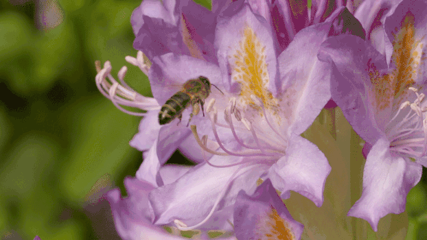 蜜蜂采花实拍视频GIF图片素材免费下载