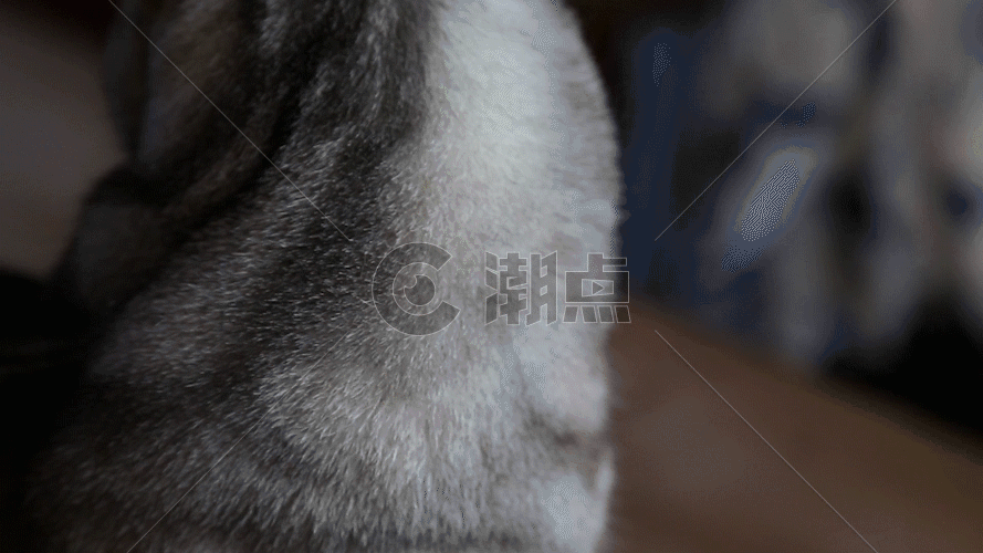 实拍猫回头视频GIF图片素材免费下载