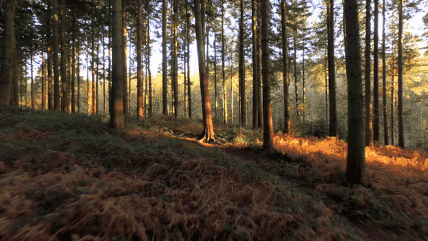 穿梭树林实拍视频GIF图片素材免费下载