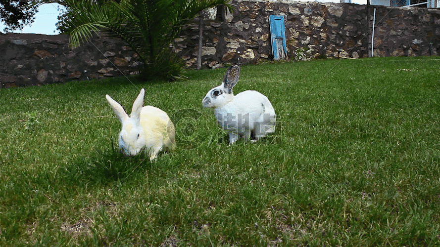 蹦蹦跳跳的兔子吃草GIF图片素材免费下载