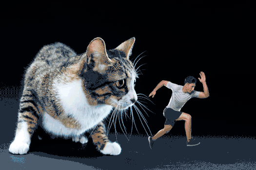 猫咪和运动员gif图片素材免费下载