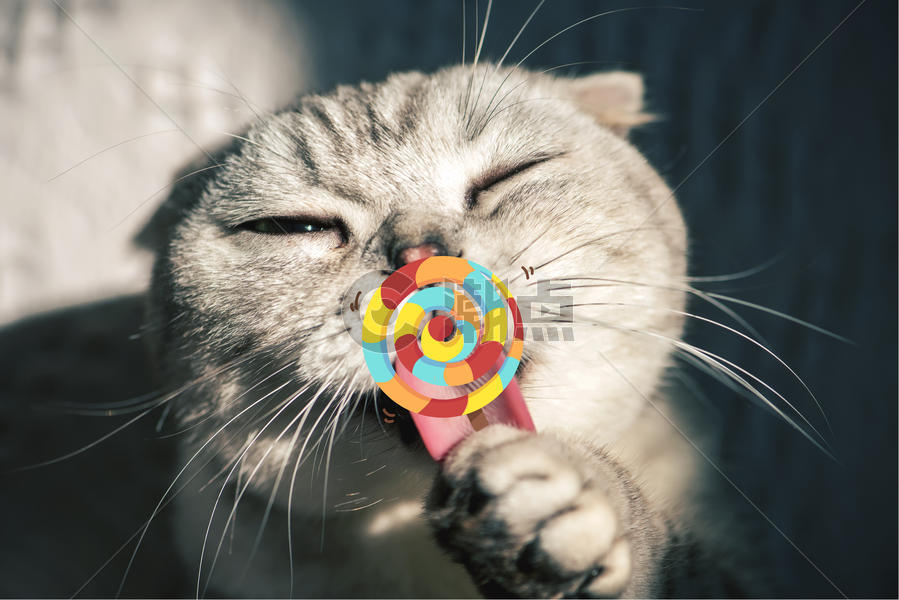 吃棒棒糖的猫咪图片素材免费下载