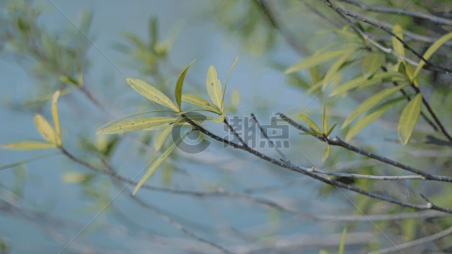 湖边的树枝GIF图片素材免费下载