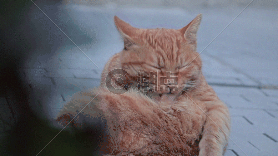 爱干净的橘猫GIF图片素材免费下载