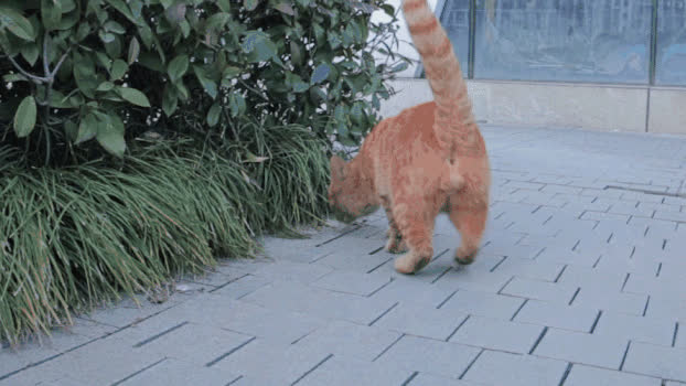 玩耍中的橘猫GIF图片素材免费下载