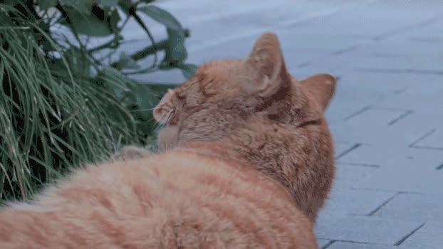 休闲的猫GIF图片素材免费下载