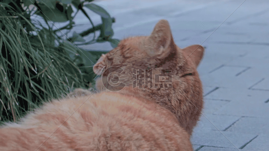 休闲的猫GIF图片素材免费下载