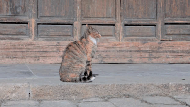 休闲猫GIF图片素材免费下载