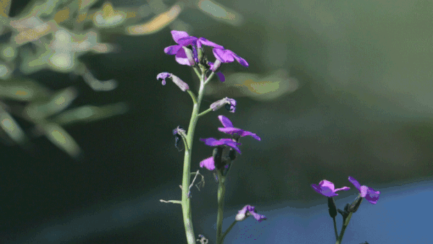 紫色小花GIF图片素材免费下载