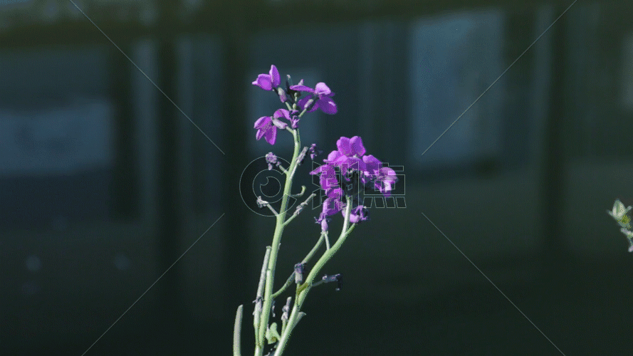 河边的紫色小花GIF图片素材免费下载