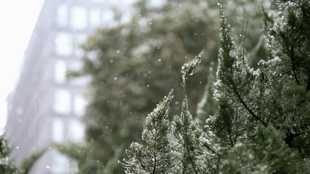 松树雪景GIF图片素材免费下载