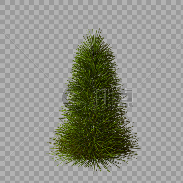针叶树绿色树圣诞树图片素材免费下载