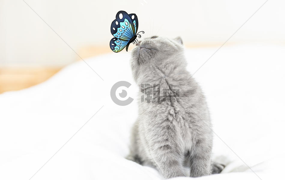 猫咪和蝴蝶图片素材免费下载