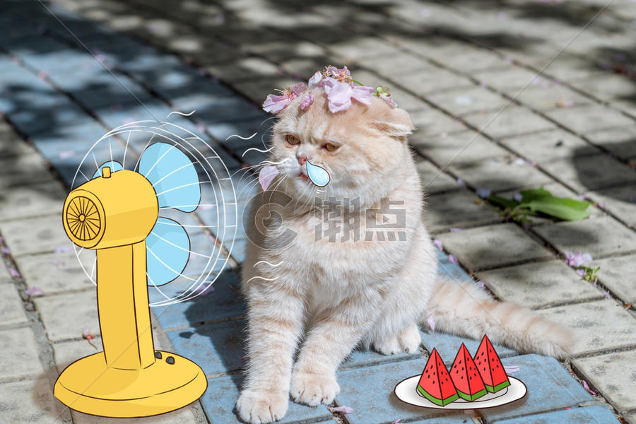 夏天的猫咪图片素材免费下载