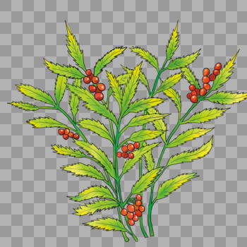 植物插画图片素材免费下载