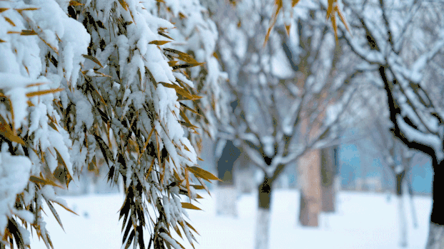 竹叶上积雪GIF图片素材免费下载