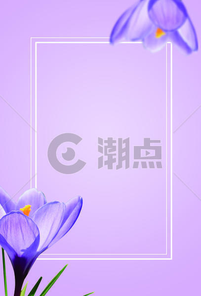 紫色鲜花背景图片素材免费下载