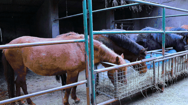 多匹马吃草GIF图片素材免费下载