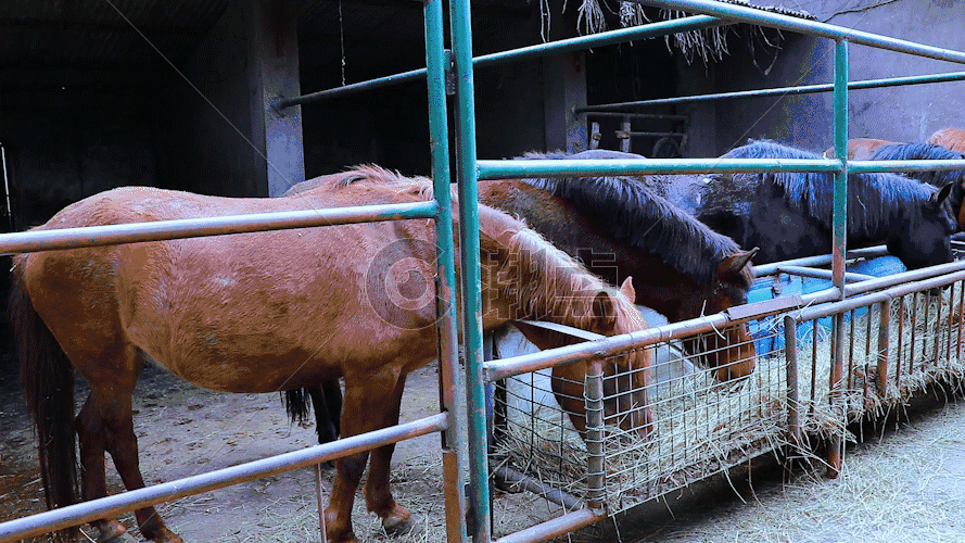 多匹马吃草 GIF图片素材免费下载
