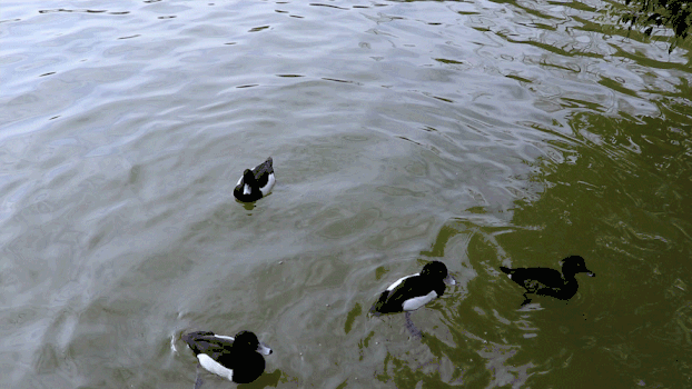 水面上的鸭子GIF图片素材免费下载