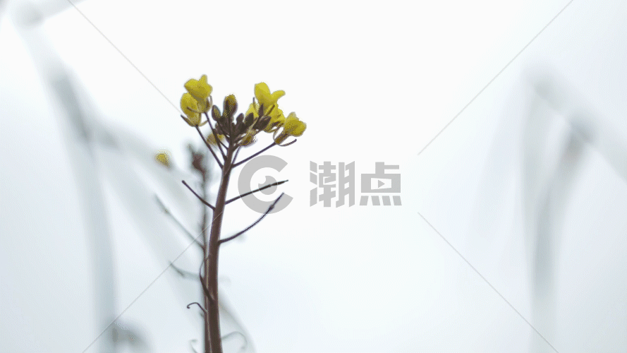 黄色小野花GIF图片素材免费下载