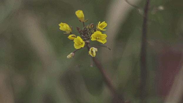 黄色小野花GIF图片素材免费下载