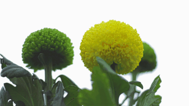 乒乓菊GIF图片素材免费下载