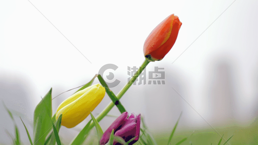 郁金香鲜花实拍GIF图片素材免费下载