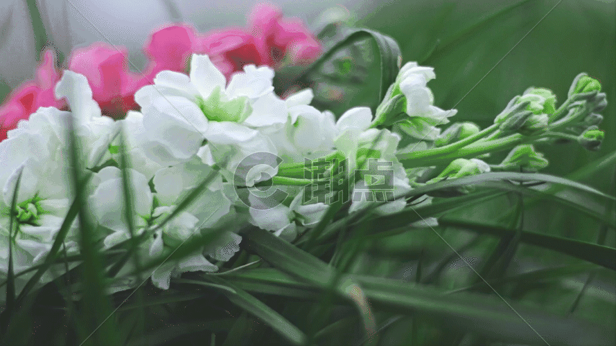 红白色紫罗兰鲜花实拍JIG图片素材免费下载