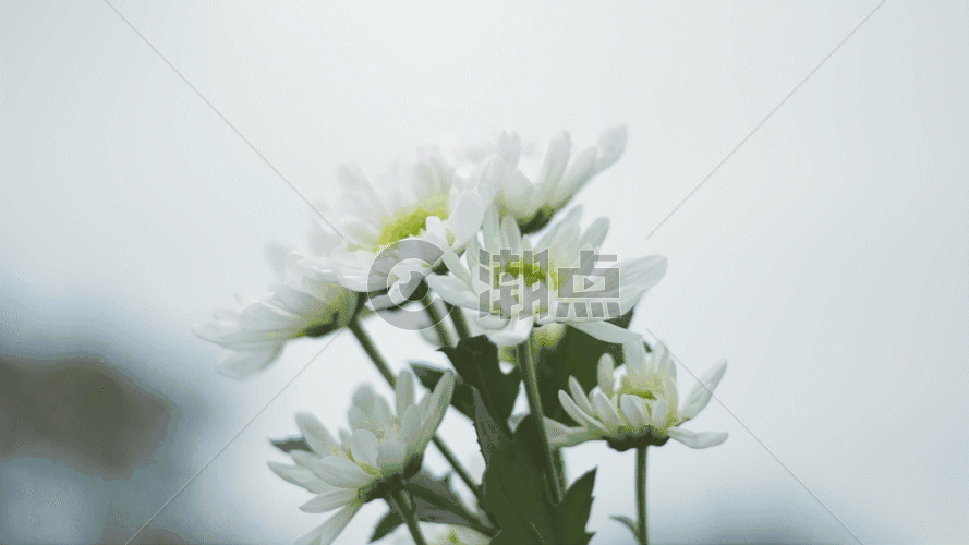 白色小雏菊GIF图片素材免费下载