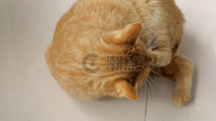 玩耍中猫GIF图片素材免费下载