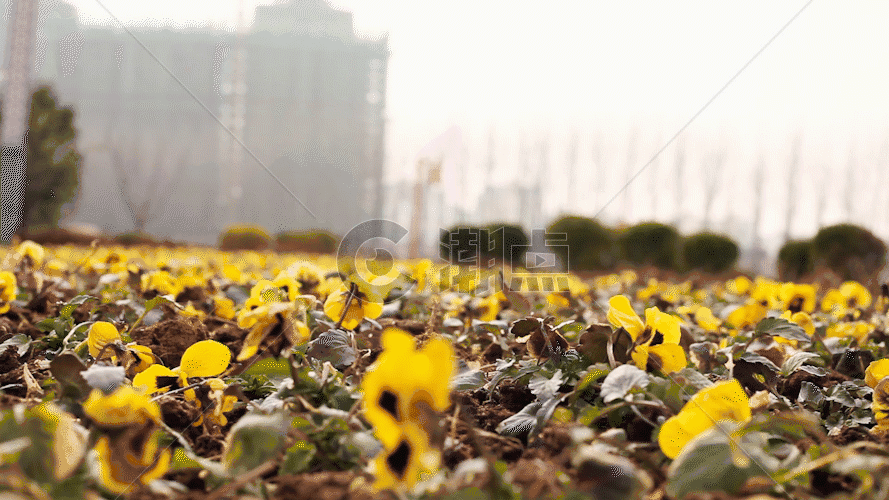 枯萎的黄色的花GIF图片素材免费下载