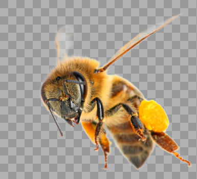 蜜蜂图片素材免费下载