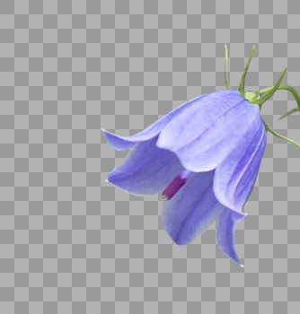 蓝色花朵图片素材免费下载