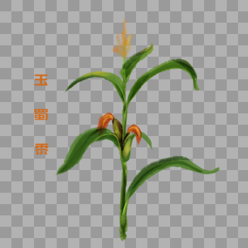 玉蜀黍图片素材免费下载