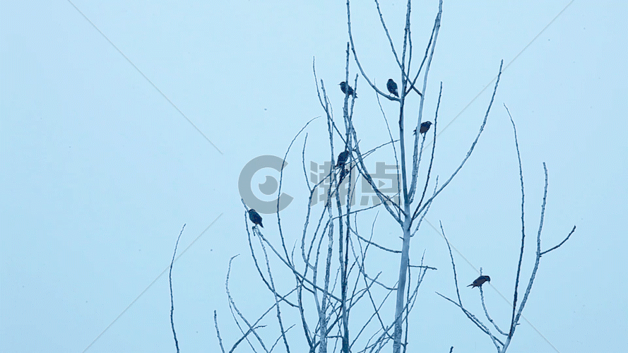 树枝上的几只鸟 喜鹊GIF图片素材免费下载