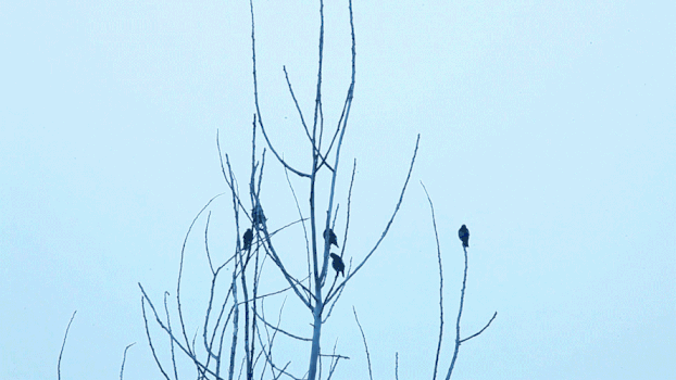 树枝上的几只喜鹊GIF图片素材免费下载